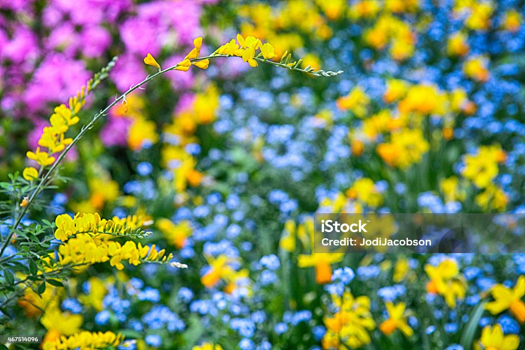 Formal garden garden filled with many types of plants of various colors. Short flowers and tall flowers surrounded by daffodils are in the foreground 2015 Stock Photo