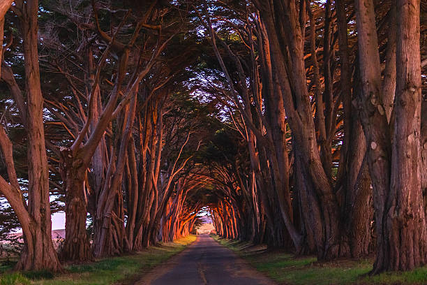 istock Point Reyes Cypress Tunnel at Sunset 467514152