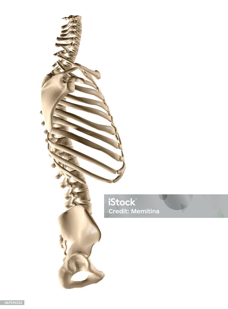 Human torso skeleton human torso skeleton 3d illustration Human Skeleton Stock Photo