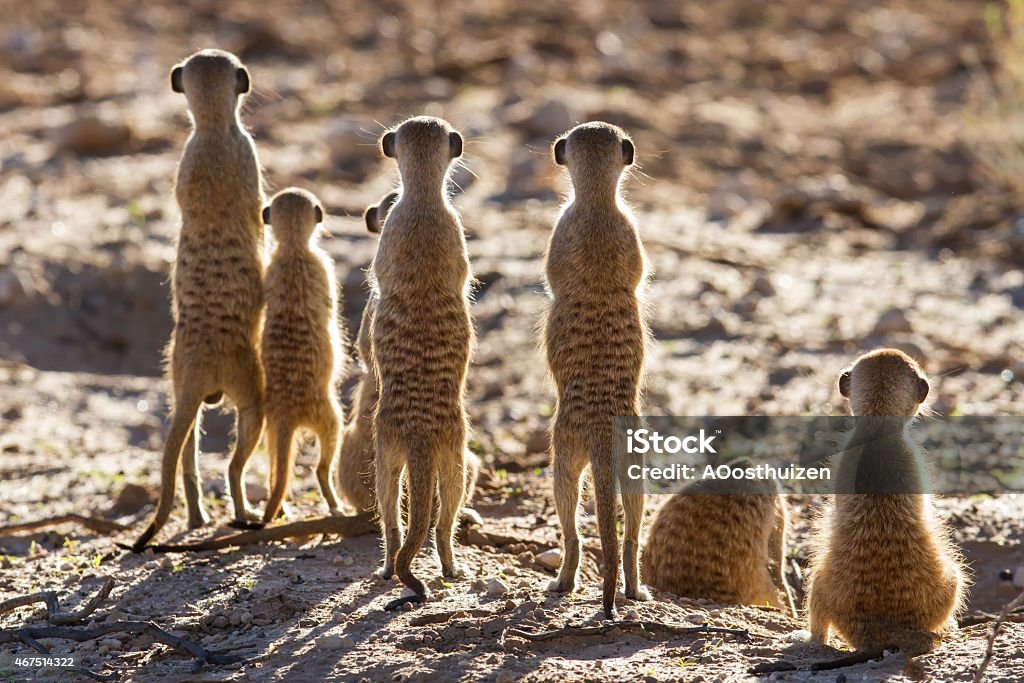 Meerkat Family Standing Together In The Morning Stock Photo - Download  Image Now - Meerkat, Group Of Animals, Kalahari Desert - iStock