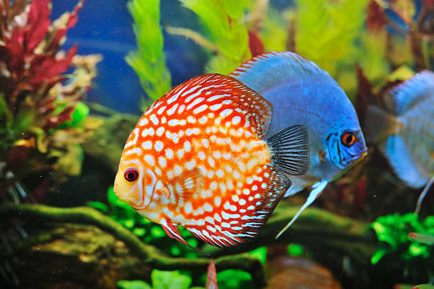 discus fish pigeon blood red checkerboard discus fish and cobalt blue discus fish discus fish stock pictures, royalty-free photos & images