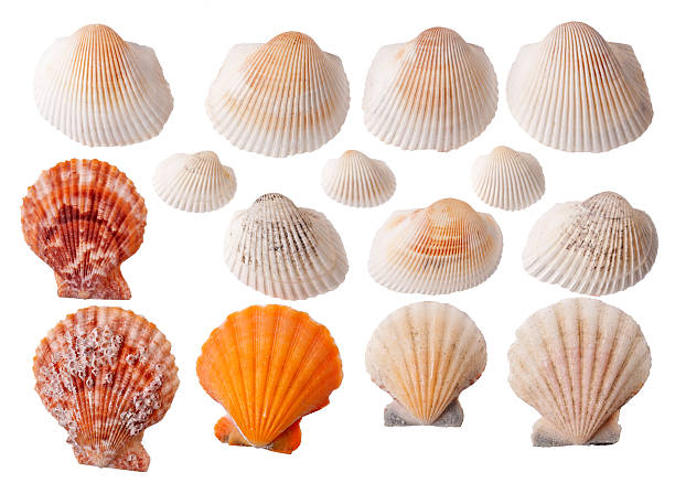 istock Set of seashells isolated on white background 467515079