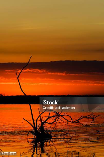 Amanecer En El Estuario Del Danubio Foto de stock y más banco de imágenes de Agua - Agua, Aire libre, Arbusto