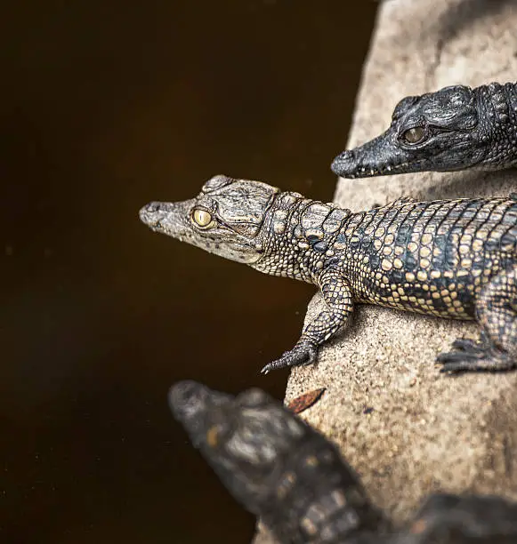 Photo of baby crocodiles at farm