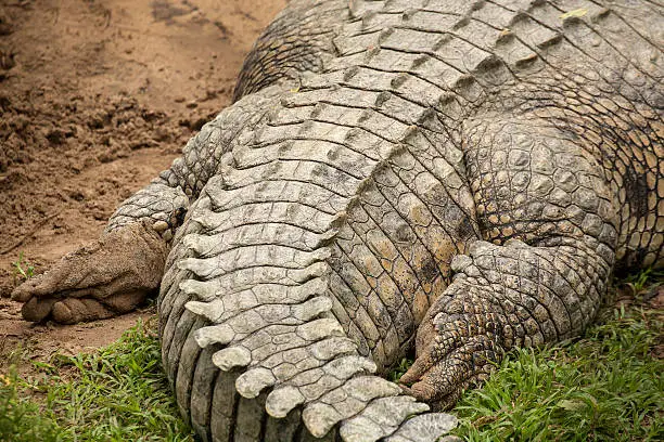 Photo of crocodile skin