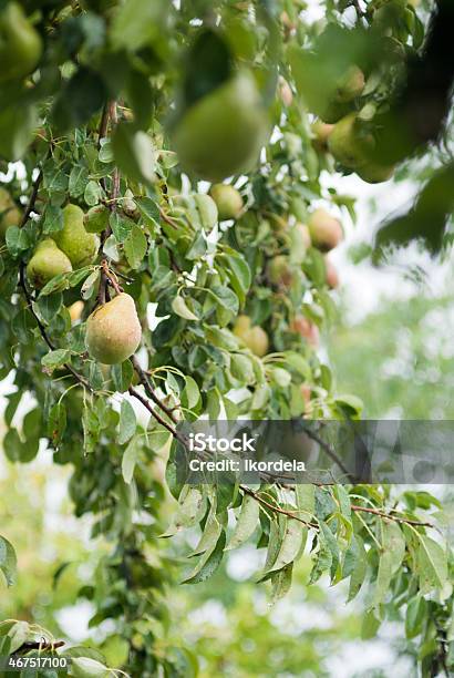 Group Of Pears Growing On Tree Stock Photo - Download Image Now - 2015, April, Beauty In Nature