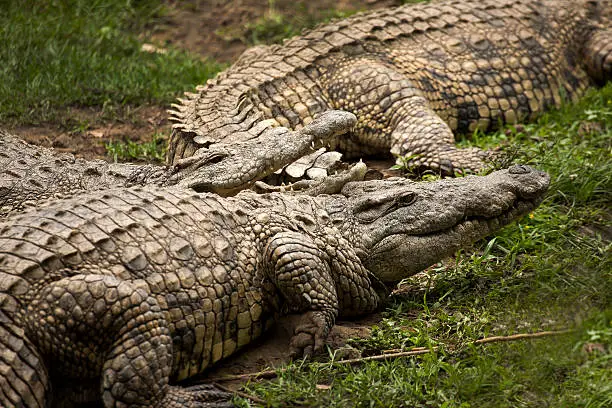 Photo of alligator