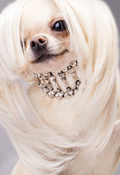 istock happy chihuahua dog 467517727