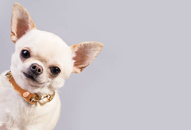 cane peeping out - dog chihuahua pampered pets pets foto e immagini stock