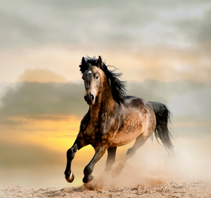wild stallion in a dust