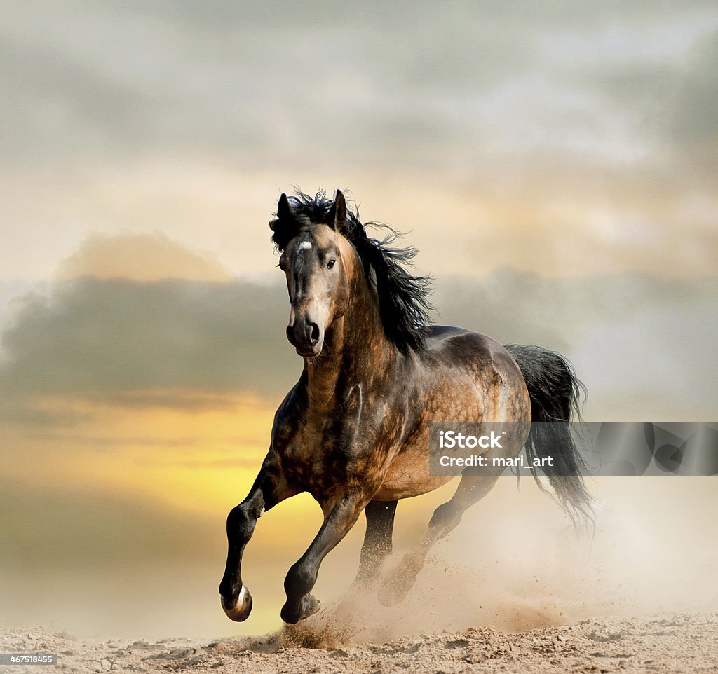wild stallion wild stallion in a dust Horse Stock Photo