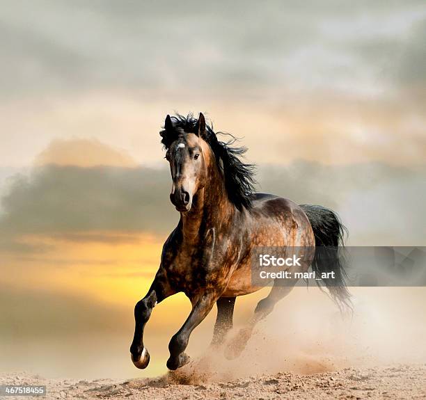 Wild Stallion Stock Photo - Download Image Now - Horse, Running, Prairie