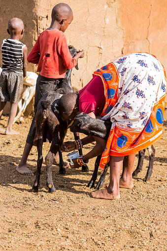 Masai, Kenya - February 10, 2015: Young woman milking in the old-fashioned way from goat with young boy helping at Masai Village - very close the masai mara national reserve at oloolaimutia gate in Masai Mara, Kenya. The Masai people are a Nilotic ethnic group of semi-nomadic people located in Kenya and Tanzania. Masai village which is very close to oloolaimutia gate entrance fee is 15 us dollars for one person.