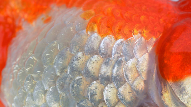 Texture Of Fish Scales Closeup Stock Photo - Download Image Now - Animal  Scale, Goldfish, 2015 - iStock