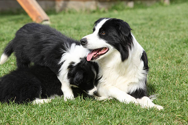 istock Border collie with puppies 467523893