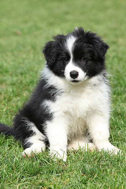 Gorgeous puppy of border collie sitting Gorgeous puppy of border collie sitting in the garden border collie puppies stock pictures, royalty-free photos & images