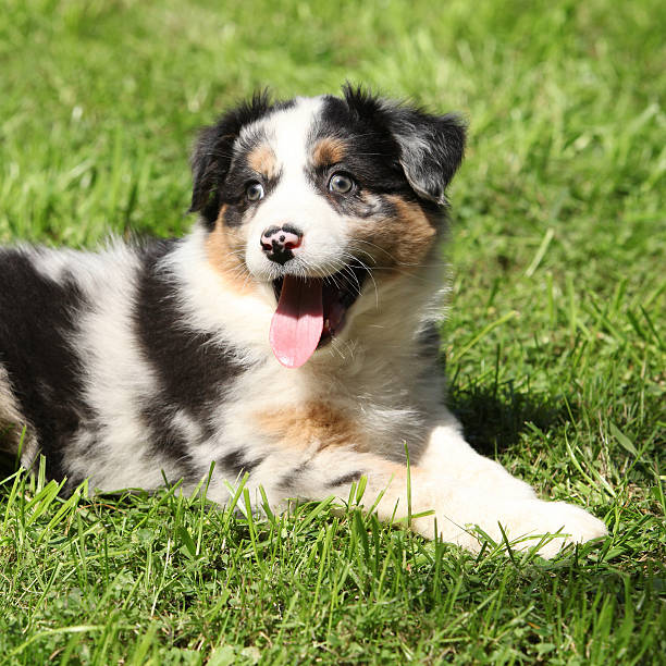 istock Adorable puppy lying in the garden 467524863
