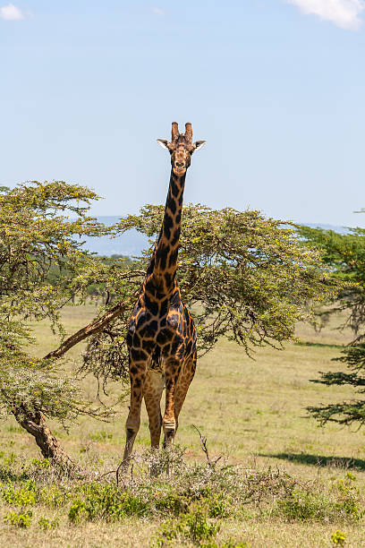 istock giraffe on a background of grass 467525130