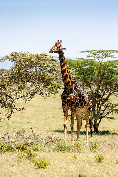 istock giraffe on a background of grass 467525202