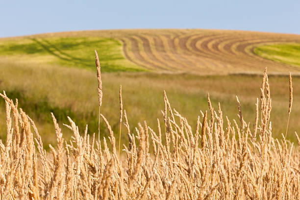 小麦のフィールドに - dirt wheat washington state palouse ストックフォトと画像