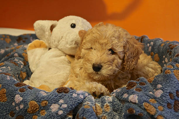 Baby dog poodle stock photo