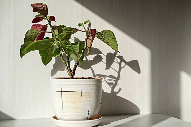 istock houseplant in a ceramic pot 467525466
