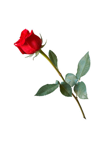 rose rouge sur fond isolé - viiième siècle photos et images de collection