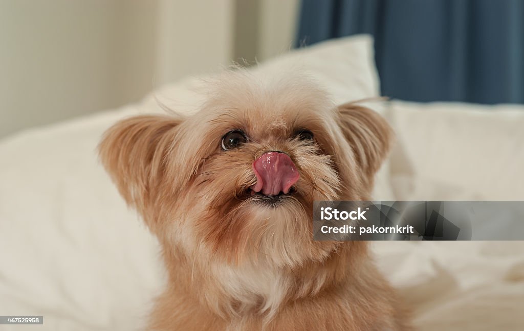 Cute Dog Licking Nose cute mixed breed dog licking nose in bed 2015 Stock Photo