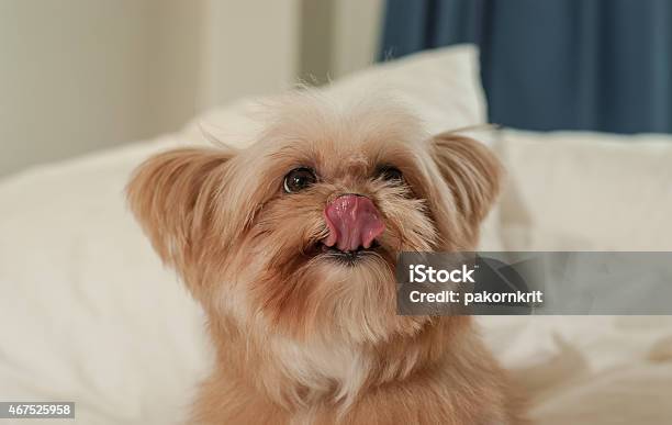 Cute Dog Licking Nose Stock Photo - Download Image Now - 2015, Animal, Animal Hair