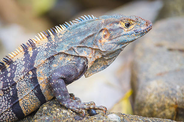 istock Iguana bathing in the sun 467526030
