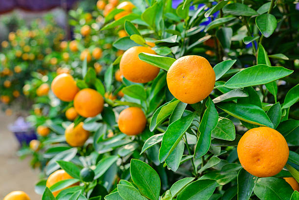 istock Kumquat tree with fruits 467527696