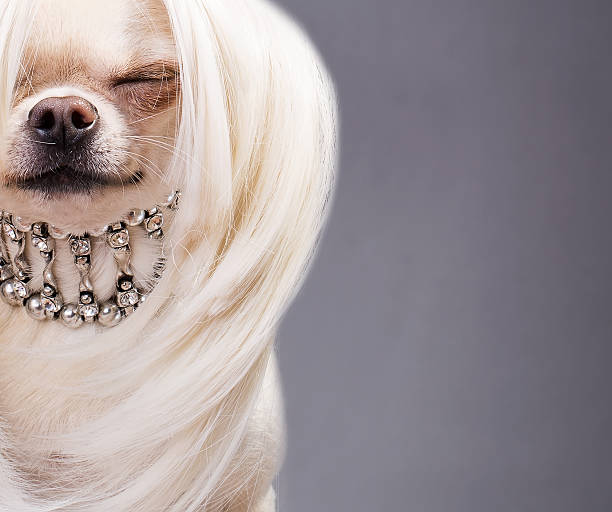 istock beautiful chihuahua 467527847