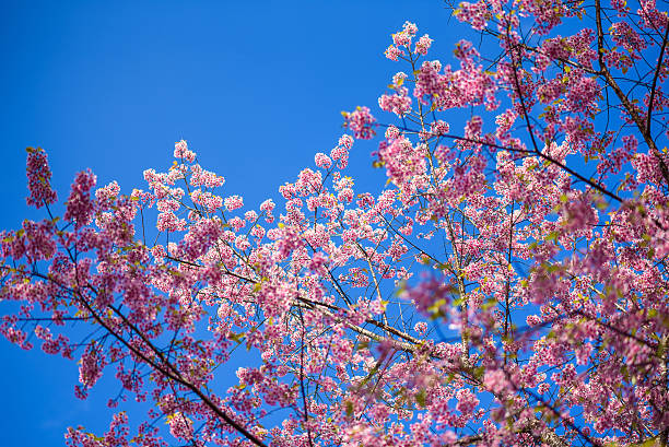 istock Sakura flower in the blue sky 467528142