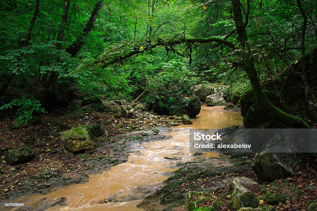The mountain river in the woods near the North Caucasus The mountain river with a high content of impurities become brown. The river flows through the forest thicket in the North Caucasus 2015 Stock Photo