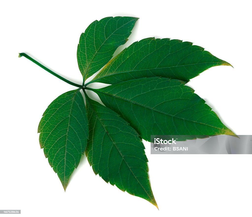 Green virginia creeper leaf on white background Green virginia creeper leaf isolated on white background. Close-up view. 2015 Stock Photo