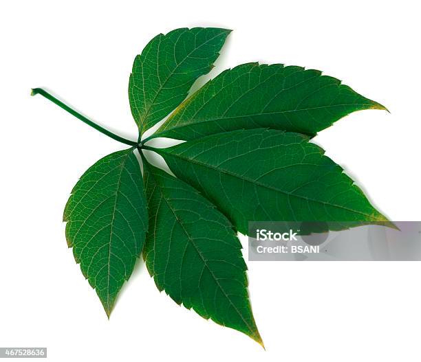 Green Virginia Creeper Leaf On White Background Stock Photo - Download Image Now - 2015, Autumn, Beauty In Nature