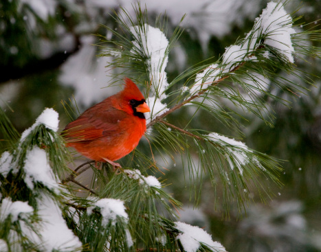 Macho Cardinal en Pine Tree photo