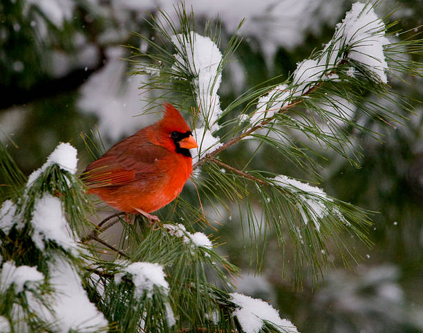 Male Cardinal in Pine Tree Male Cardinal in a pine tree in the Winter time. cardinal bird stock pictures, royalty-free photos & images