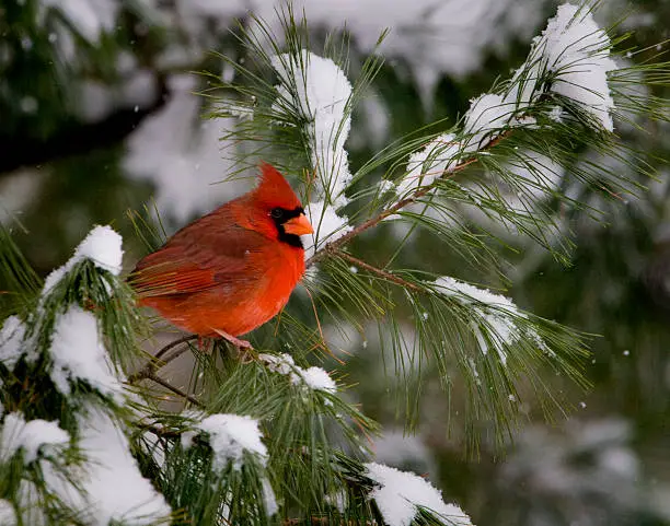 Photo of Male Cardinal in Pine Tree