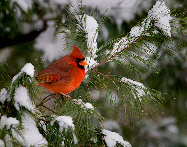 masculino cardinal na pine tree - cardeal pássaro - fotografias e filmes do acervo