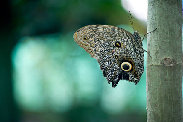 Butterfly on a Tree stock photo