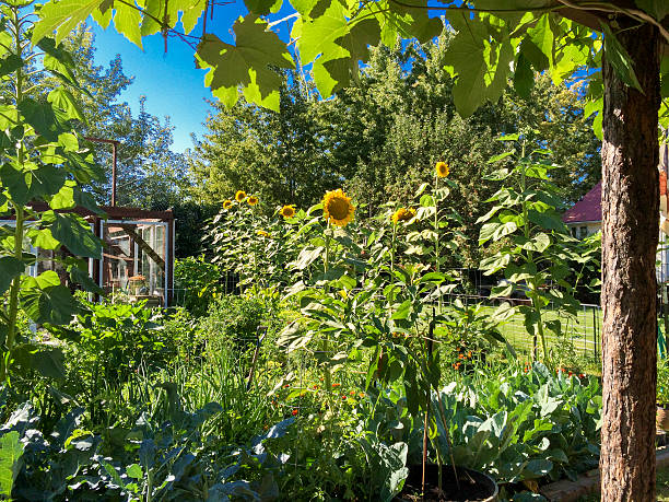 istock Garden and mammoth sunflowers view from under grape arbor 467532108