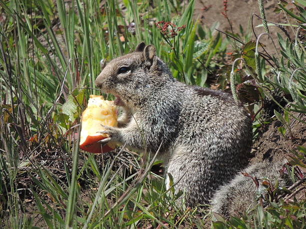 Ground Squirrel eating apple The California ground squirrel is a member of the squirrel family of rodents (Sciuridae) which generally live on or in the ground, california ground squirrel otospermophilus beecheyi stock pictures, royalty-free photos & images