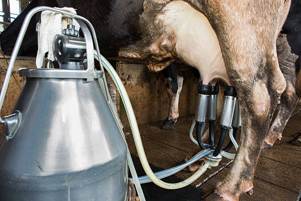 istock Cow milk facility and mechanized milking equipment 467532888