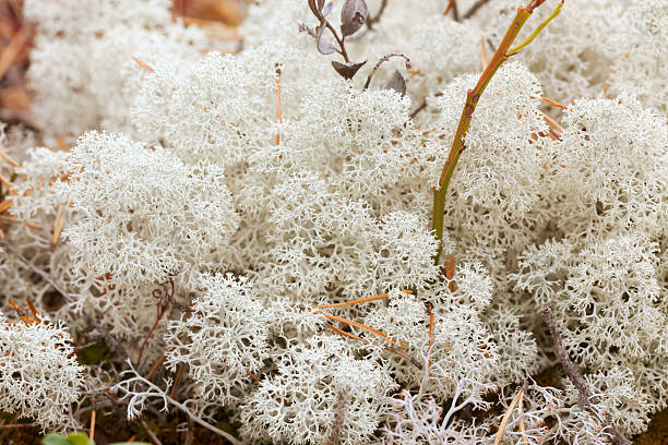 istock Star-tipped reindeer lichen, Cladonia stellaris 467533710