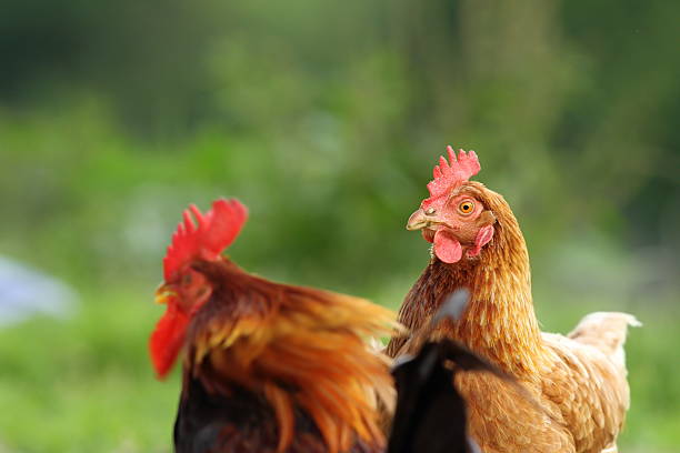 istock hen and rooster couple 467533840