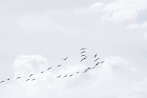 istock Flock of wild geese 467534662