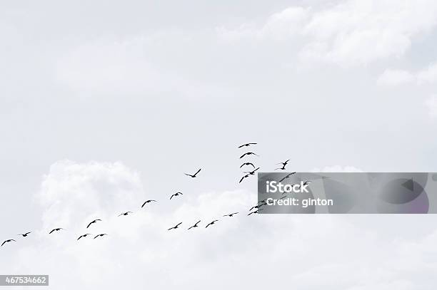 Flock Of Wild Geese Stock Photo - Download Image Now - 2015, Animal, Animal Body Part