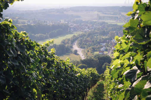 Vineyard in Germany