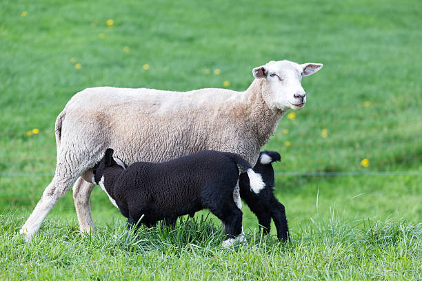 istock White mother sheep with two drinking black lambs 467535056